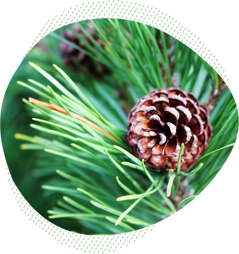 O BOROVICI<br>DETAILNĚ